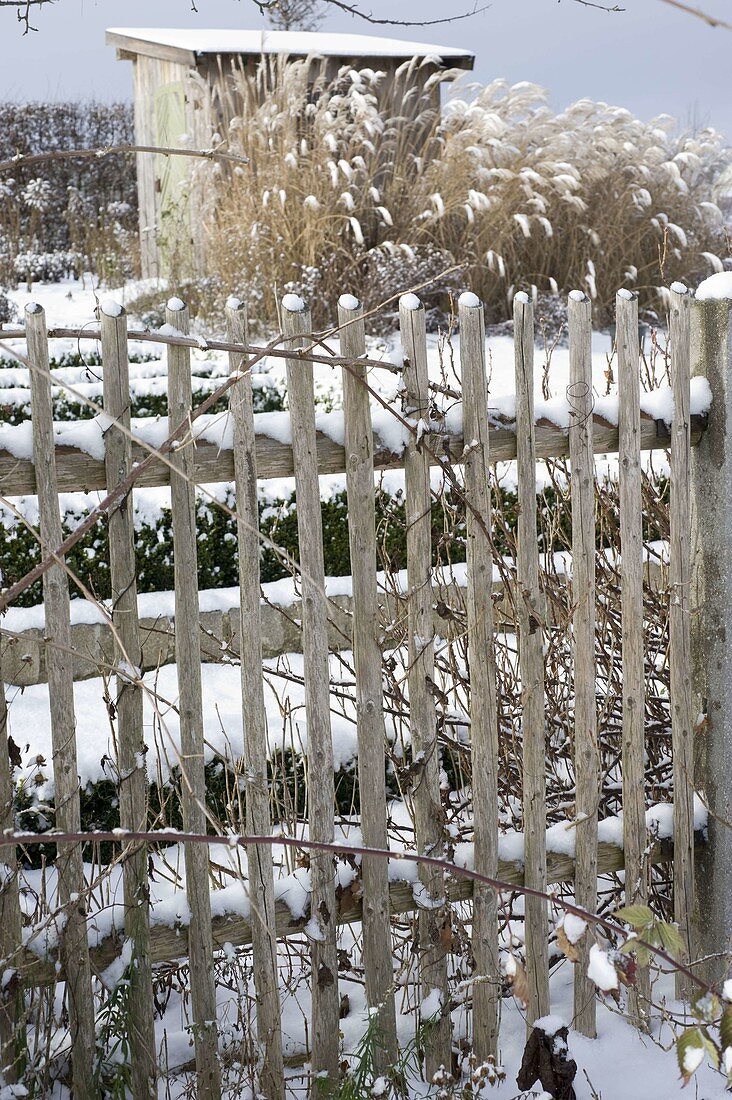 Simple garden fence in front of snow-covered cottage garden with tool shed