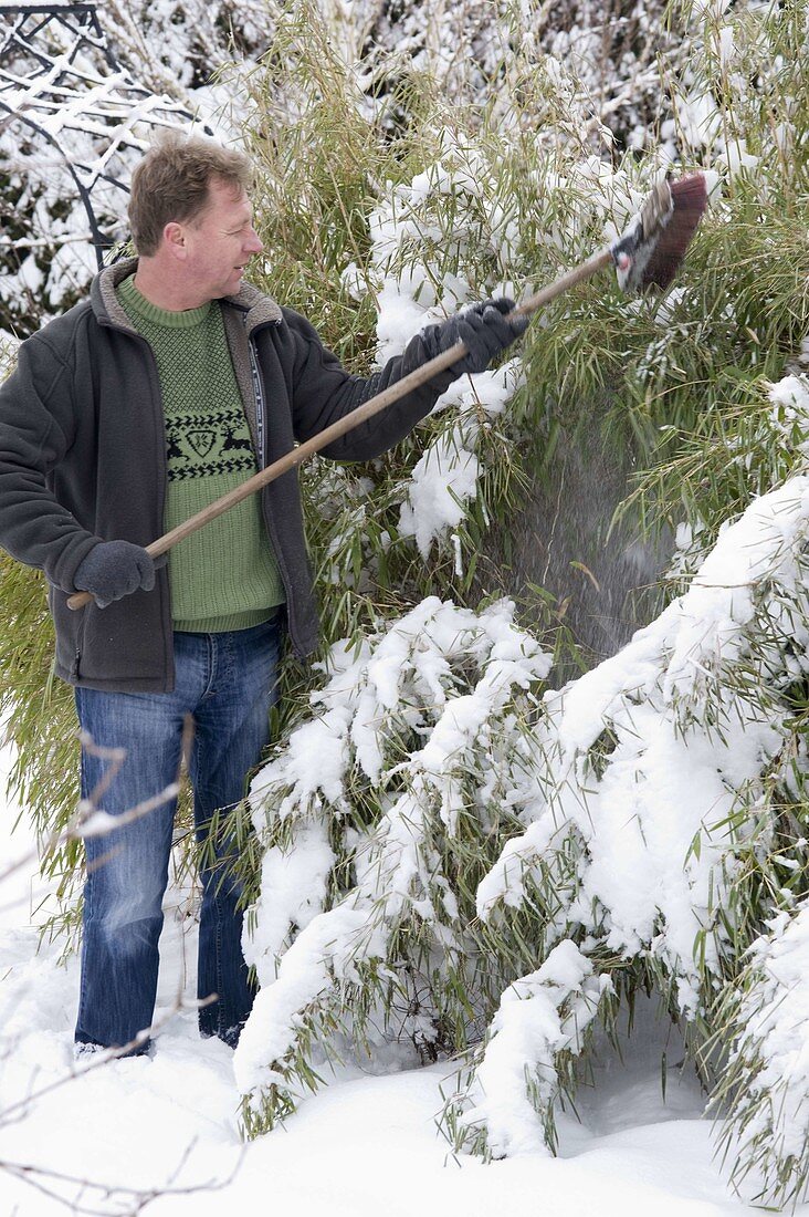 Mann schüttelt Schnee mit Besen von … – Bild kaufen – 12161593 ❘  Gartenbildagentur Friedrich Strauss