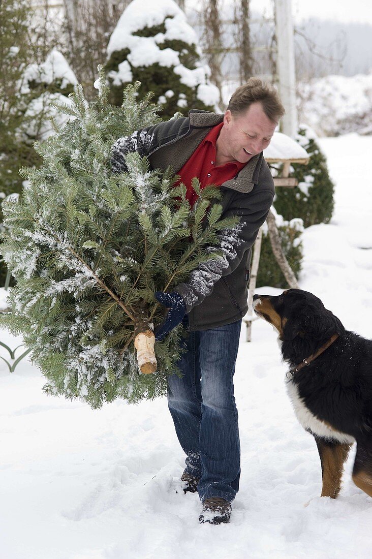 Mann bringt Tannenbaum