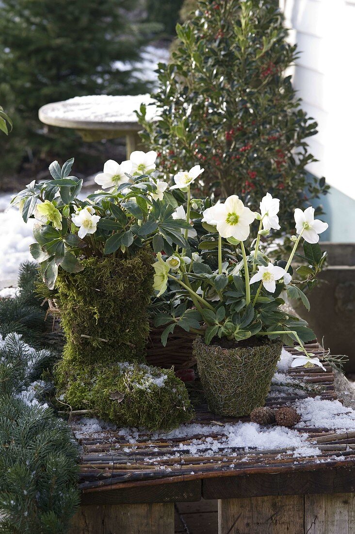 Moss boots and pot with Helleborus niger (Christmas rose)