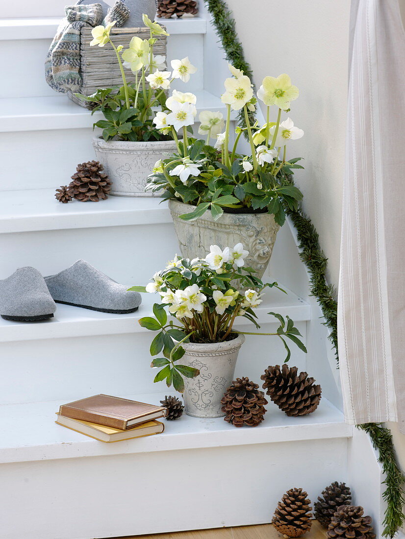 Helleborus niger 'Christmas Star Princess' in rustic pots