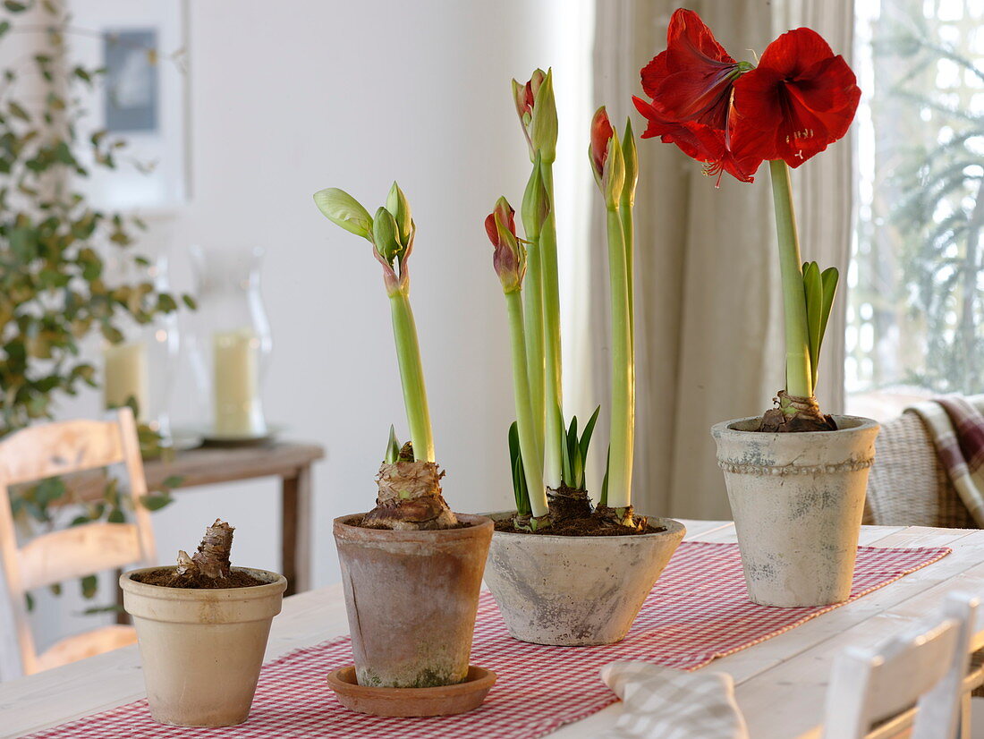 Various growth stages of Hippeastrum (Amaryllis)