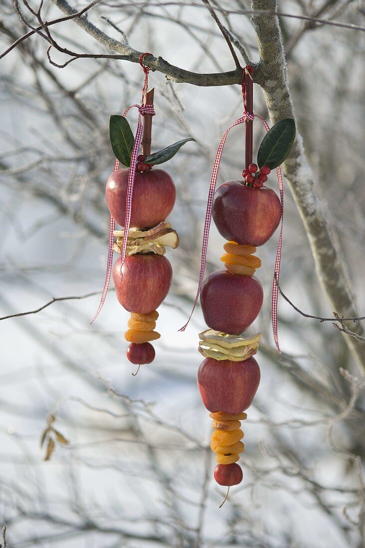 Äpfel, Apfelscheiben (Malus) und getrocknete Aprikosen (Prunus armeniaca)