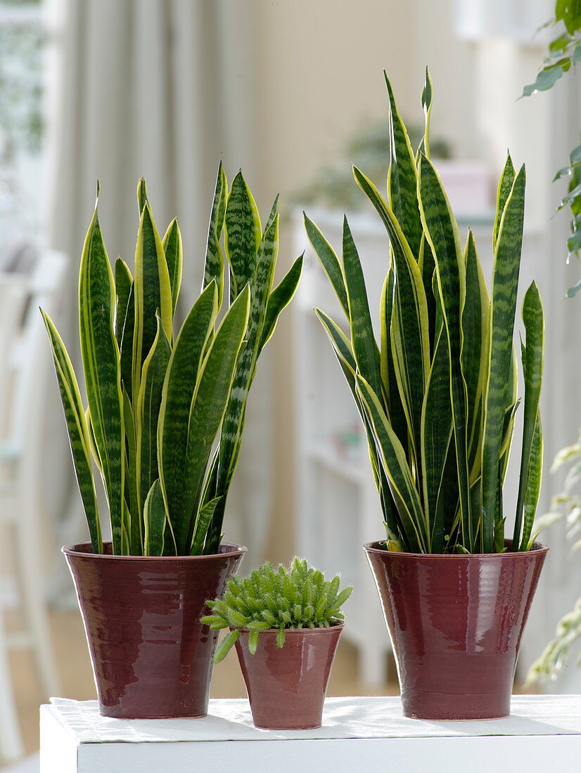 Sansevieria trifasciata (Bogenhanf), Hylocereus undatus 'Babyboom'