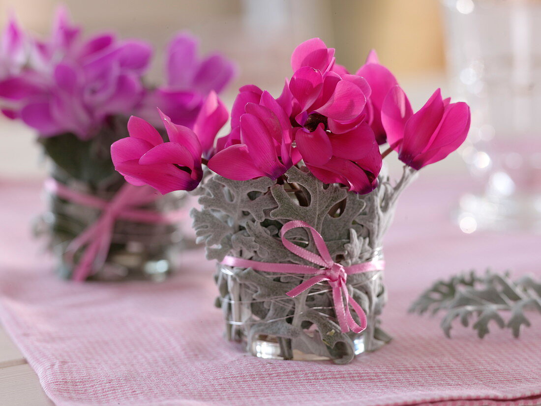 Cyclamen, glass with leaves of Cineraria maritima