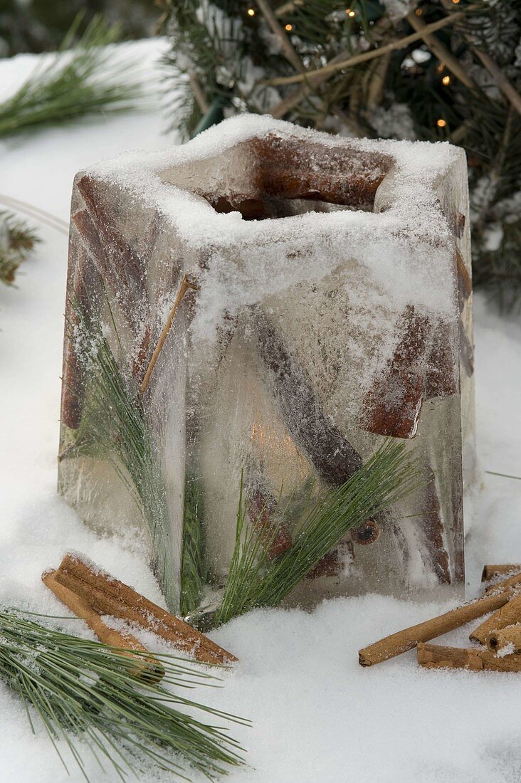 Ice star as a lantern with frozen cinnamon sticks, Pinus (silk pine)