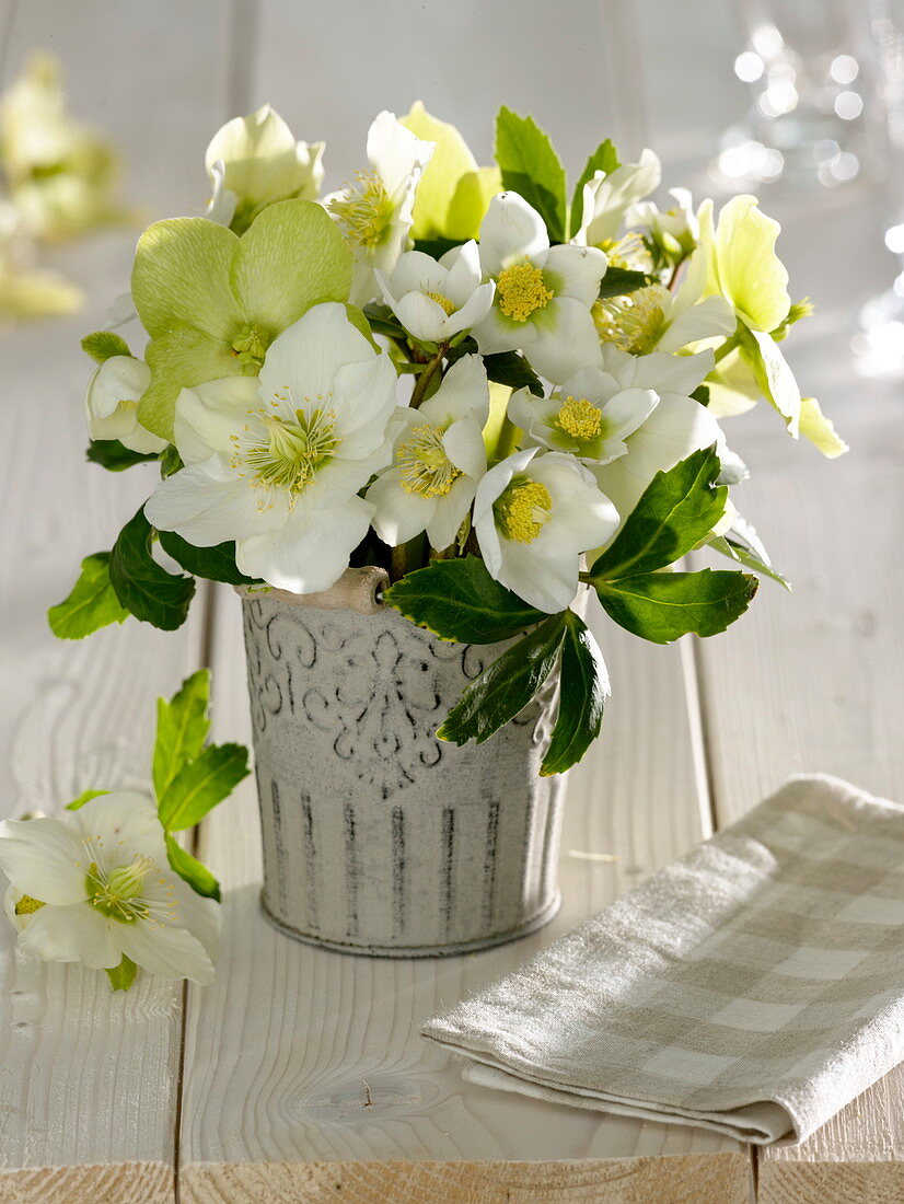 Helleborus niger (Christmas rose) in metal buckets