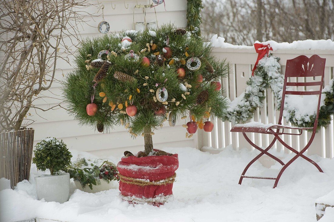 Birdseed tree on snowy balcony