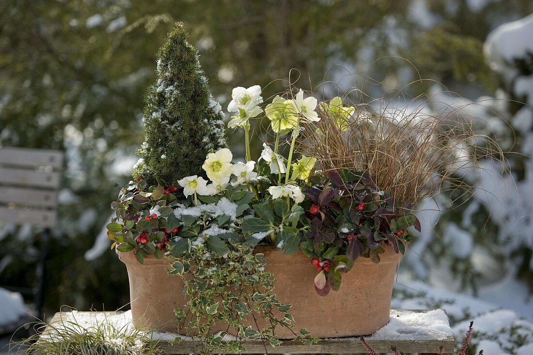 Terracotta box planted in winter