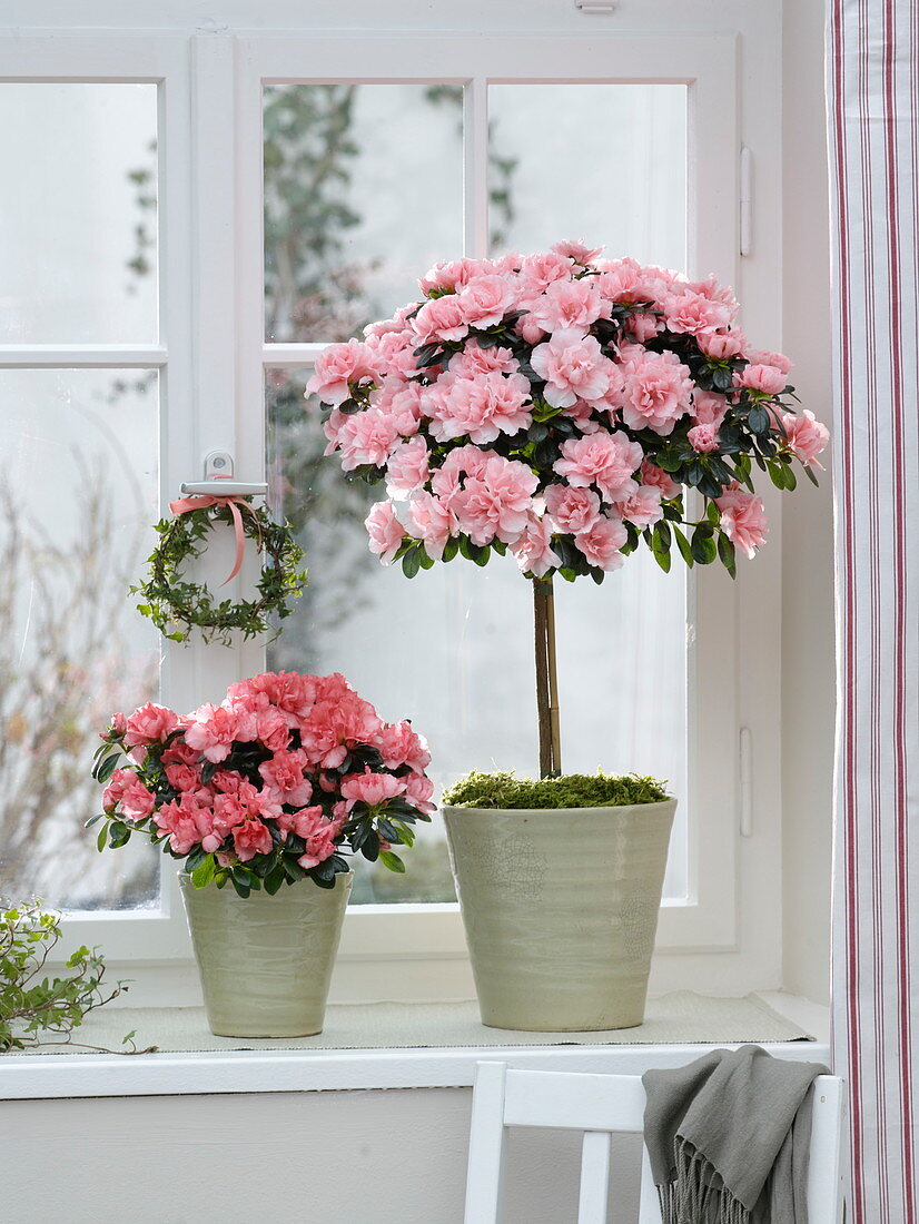 Rhododendron simsii 'Christine Matton' stem, 'Christine Magic' bush