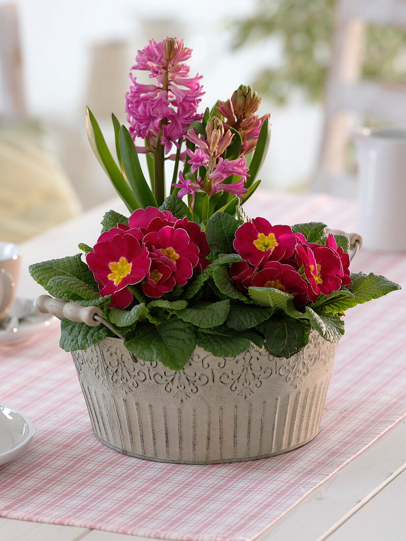 Primula acaulis (primroses) and Hyacinthus (hyacinth) in metal bowl