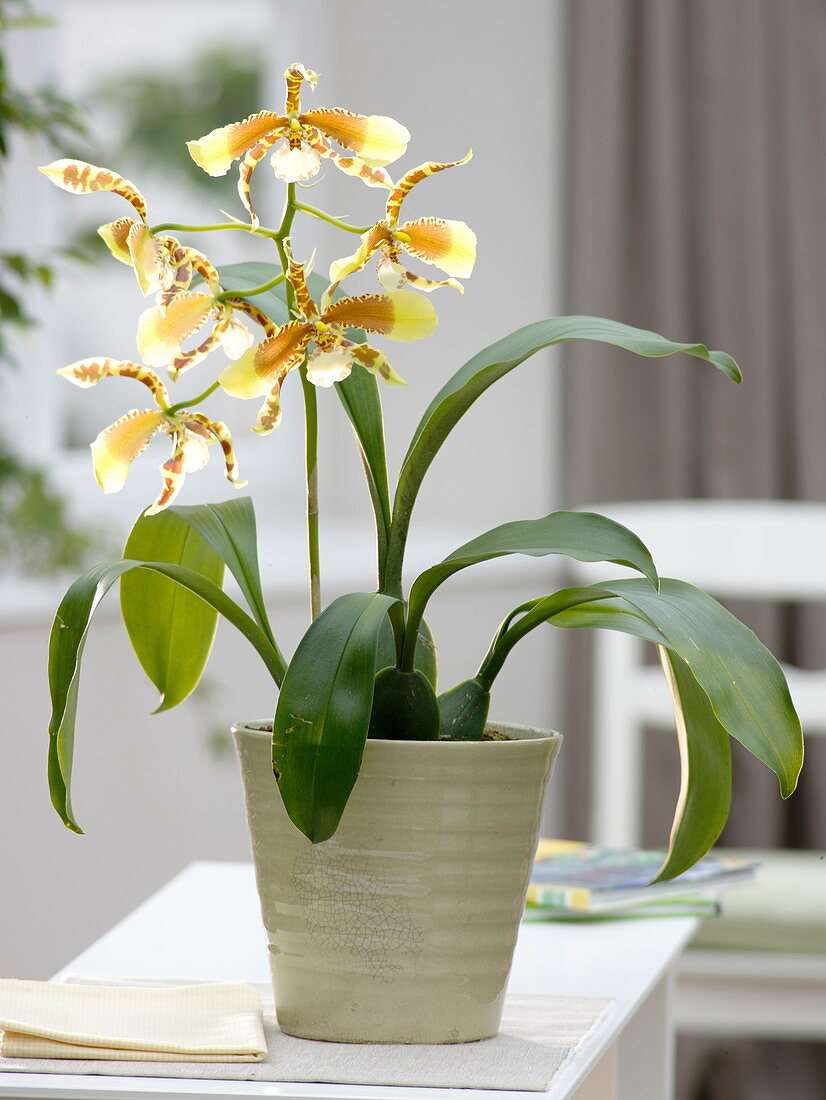 Rossioglossum Rawdon Jester 'Münchner Kindl' (Orchid)