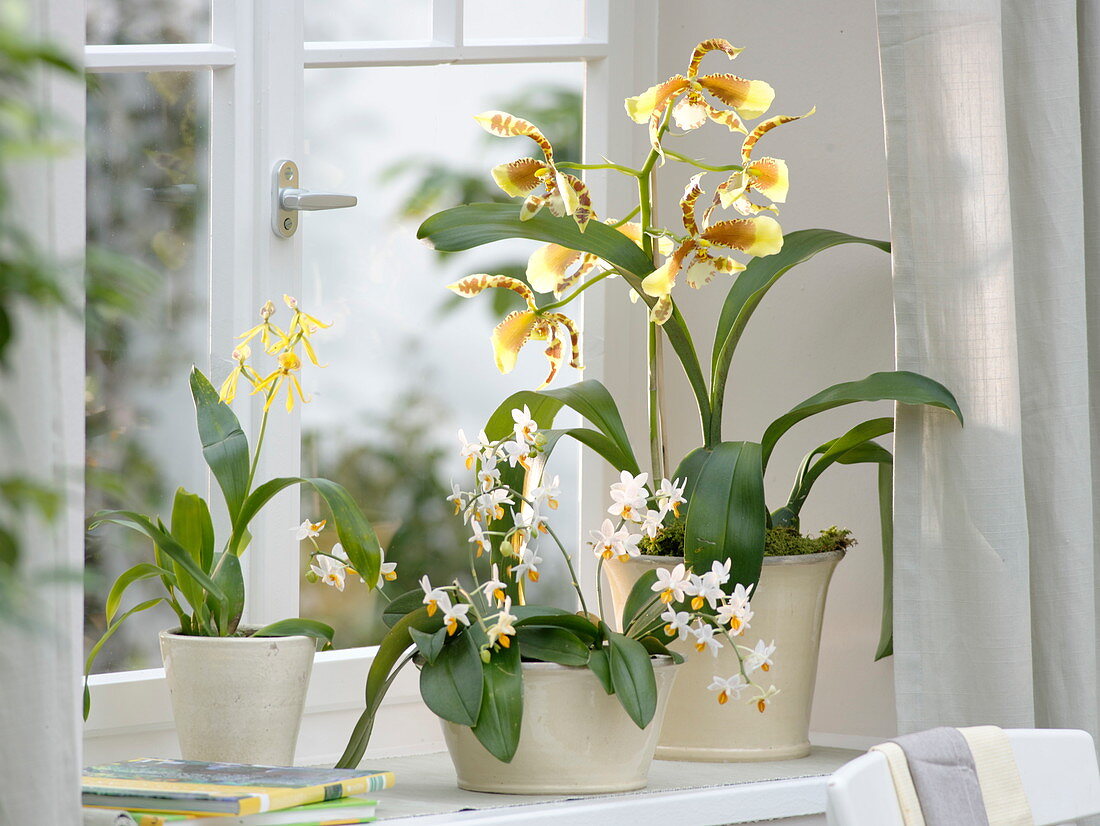 Encyclia cochleata (Enzyclia-Orchidee), Phalaenopsis Mini-Rossioglossum