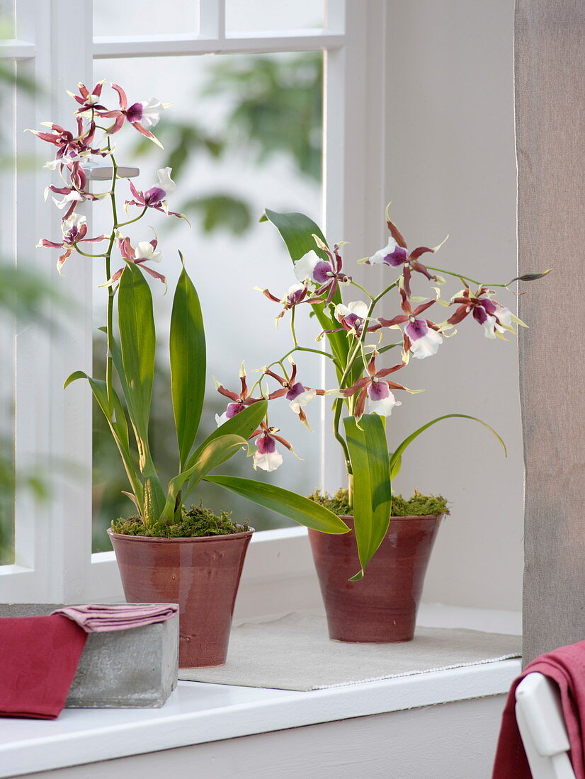 Cambria 'Eurostar' am Fenster - Orchideenhybride