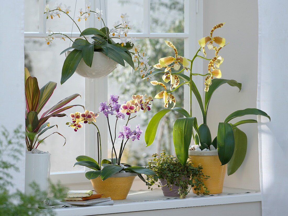 Orchids window