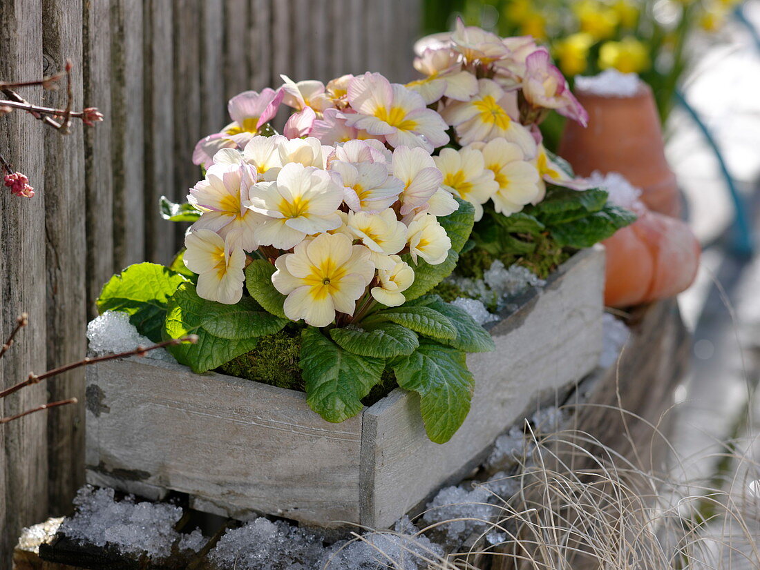 Primula acaulis (primrose) in wooden box