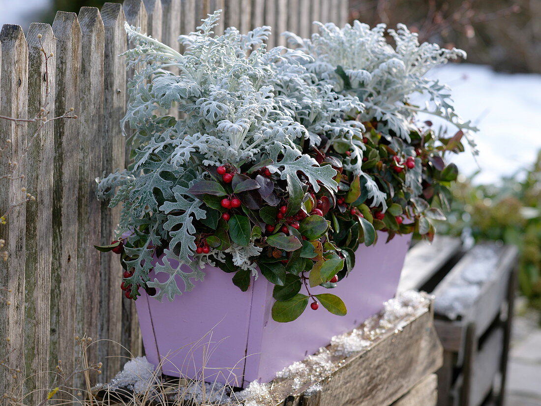 Winterliche Bepflanzung mit Cineraria maritima (Silberblatt), Gaultheria