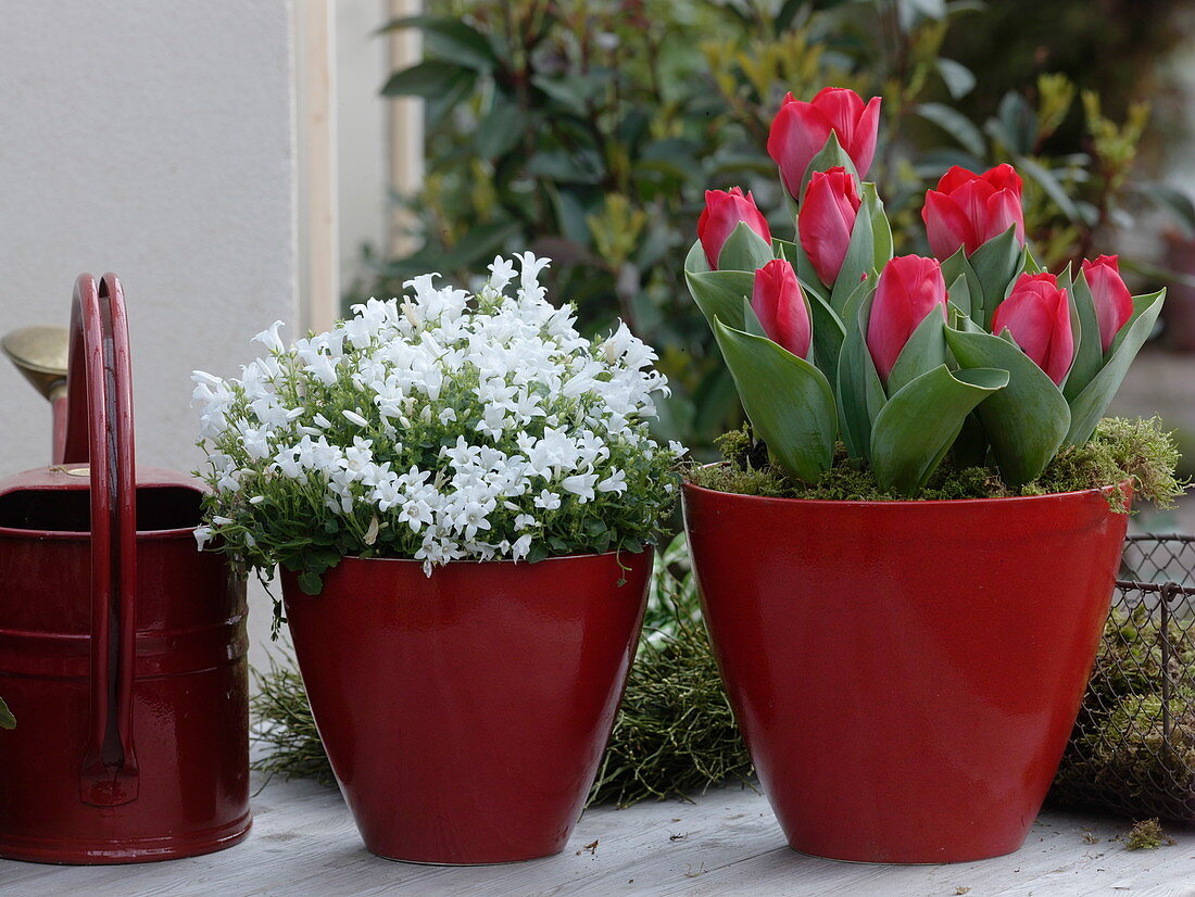 Tulipa 'Couleur Cardinal' (Red Tulips), Campanula portenschlagiana