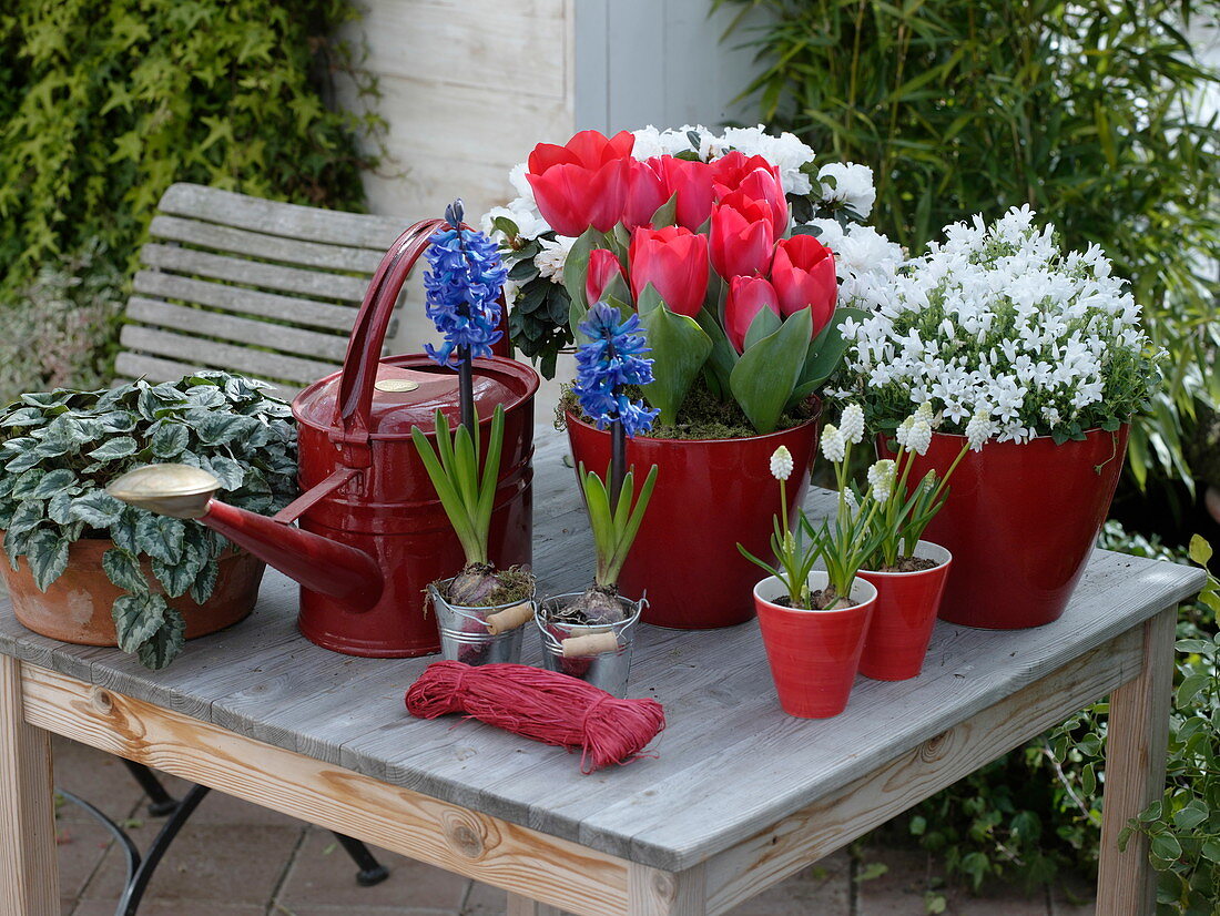 Tulipa 'Couleur Cardinal' (red tulips), Campanula portenschlagiana