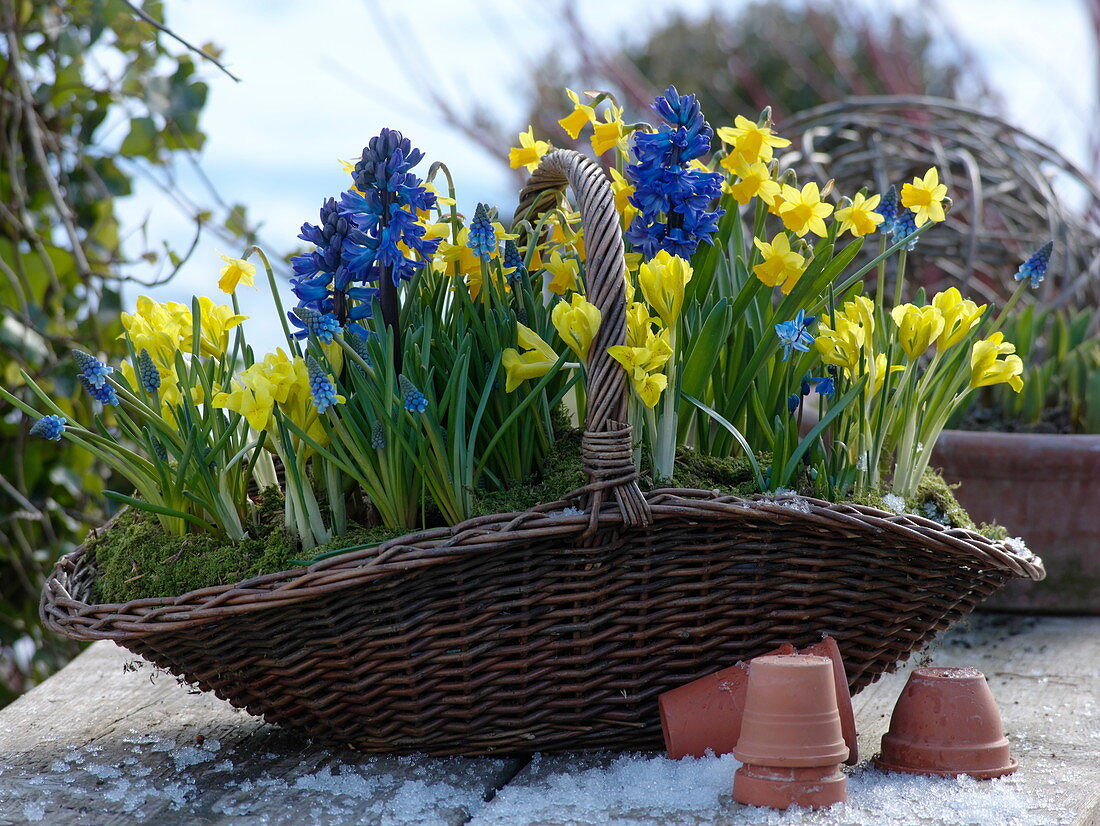 Handle basket planted blue - yellow