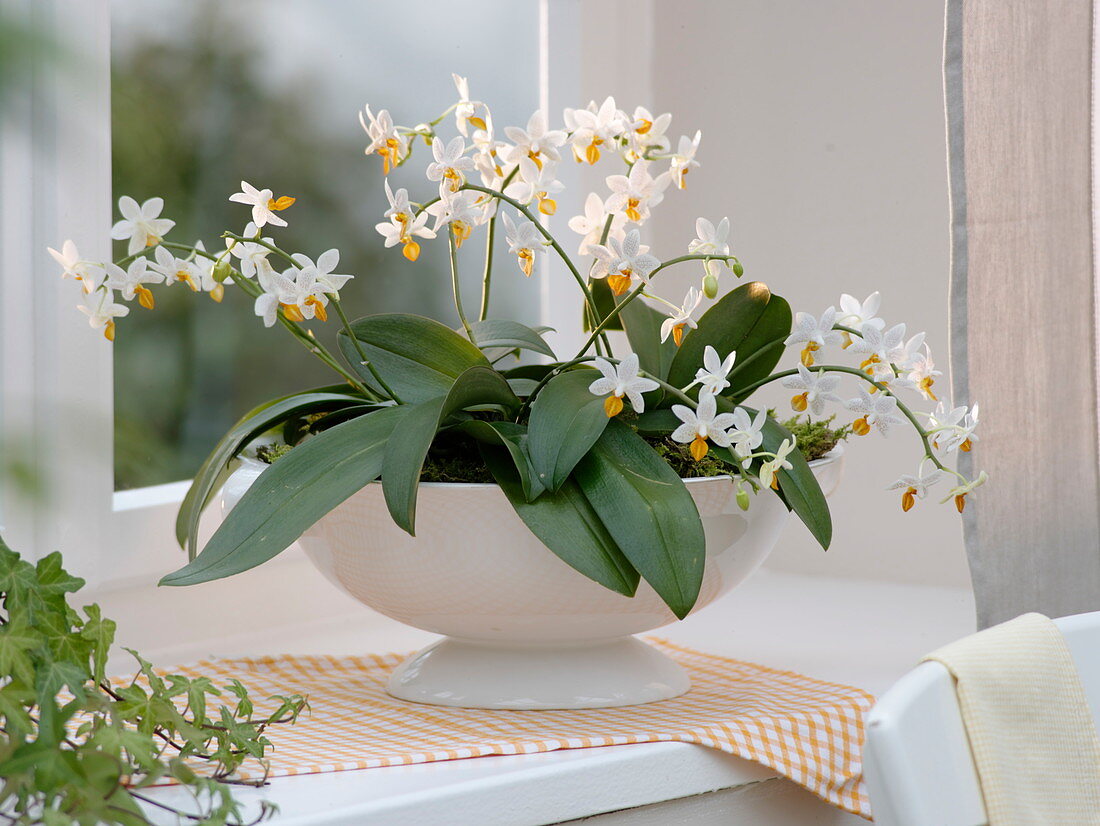 Phalaenopsis 'Mini Mark' (Malayenblume, Schmetterlingsorchidee)