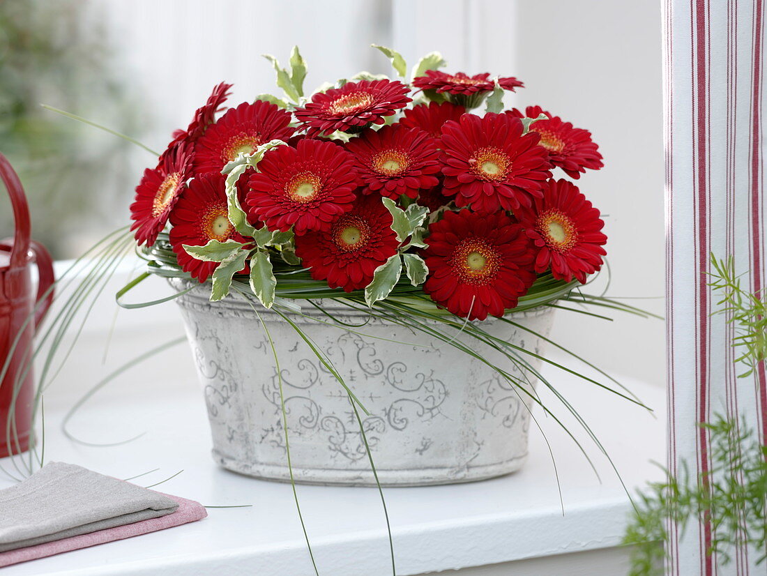 Arrangement of gerbera 'Germin Grappa' (mini gerbera), Pittosporum