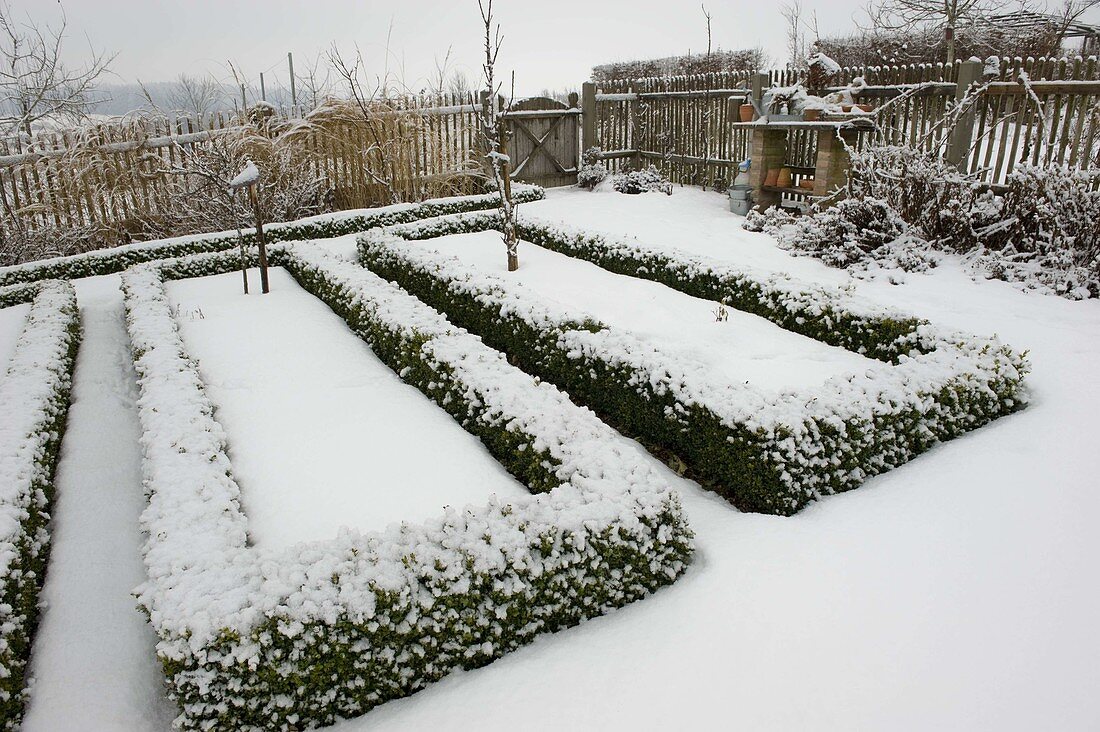 Verschneiter Bauerngarten im Winter: Einfassungen aus Buxus