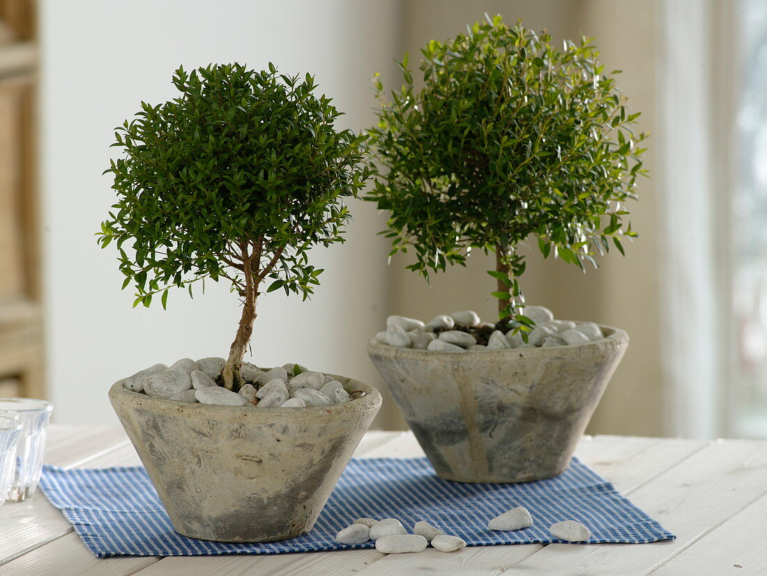Myrtus communis (myrtle) small trees in conical pots