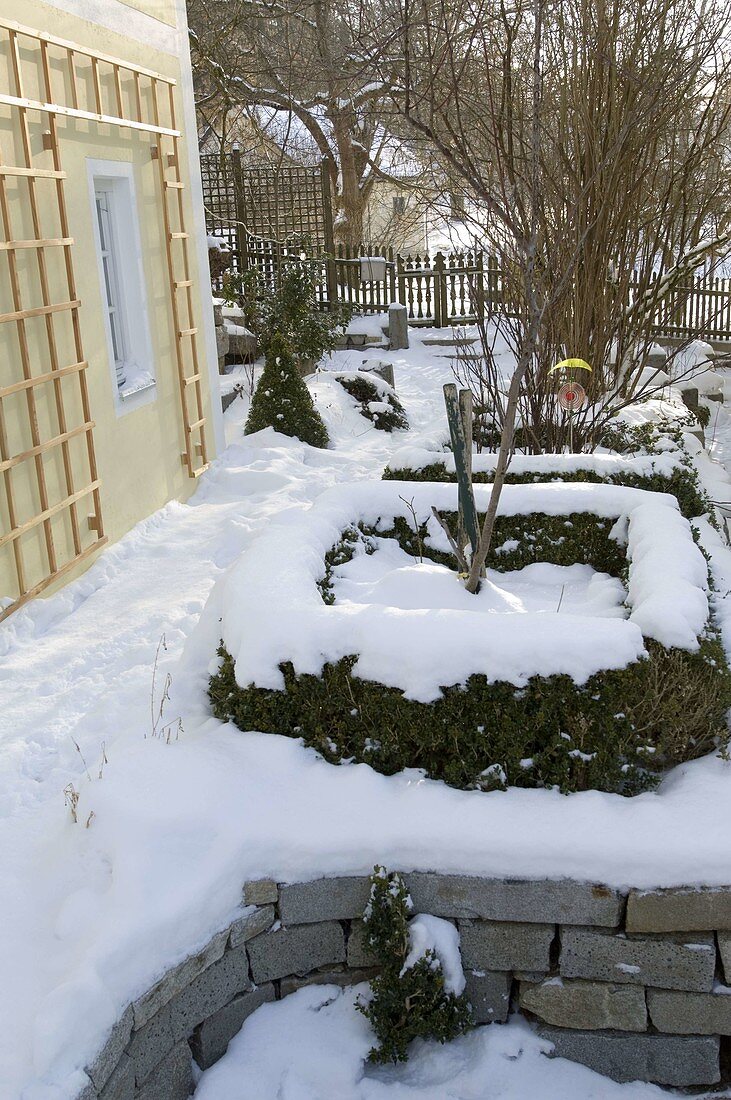 Snowy beds with Buxus (box hedges)