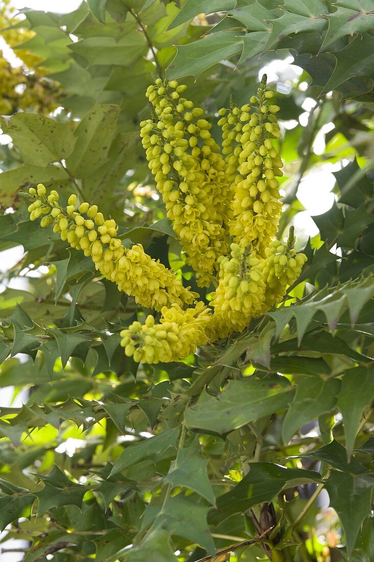 Mahonia x media 'Winter Sun' (ornamental mahonia)