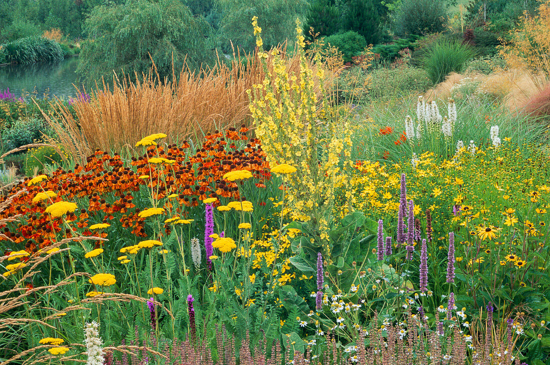 Prairie Planting At Lady Farm Liatris Bild Kaufen Friedrich Strauss Gartenbildagentur