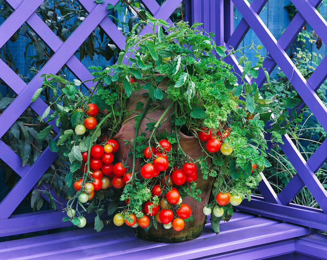 Container mit Tomate 'Tumbler' und Petersilie in Terrakotta-Erdbeertopf