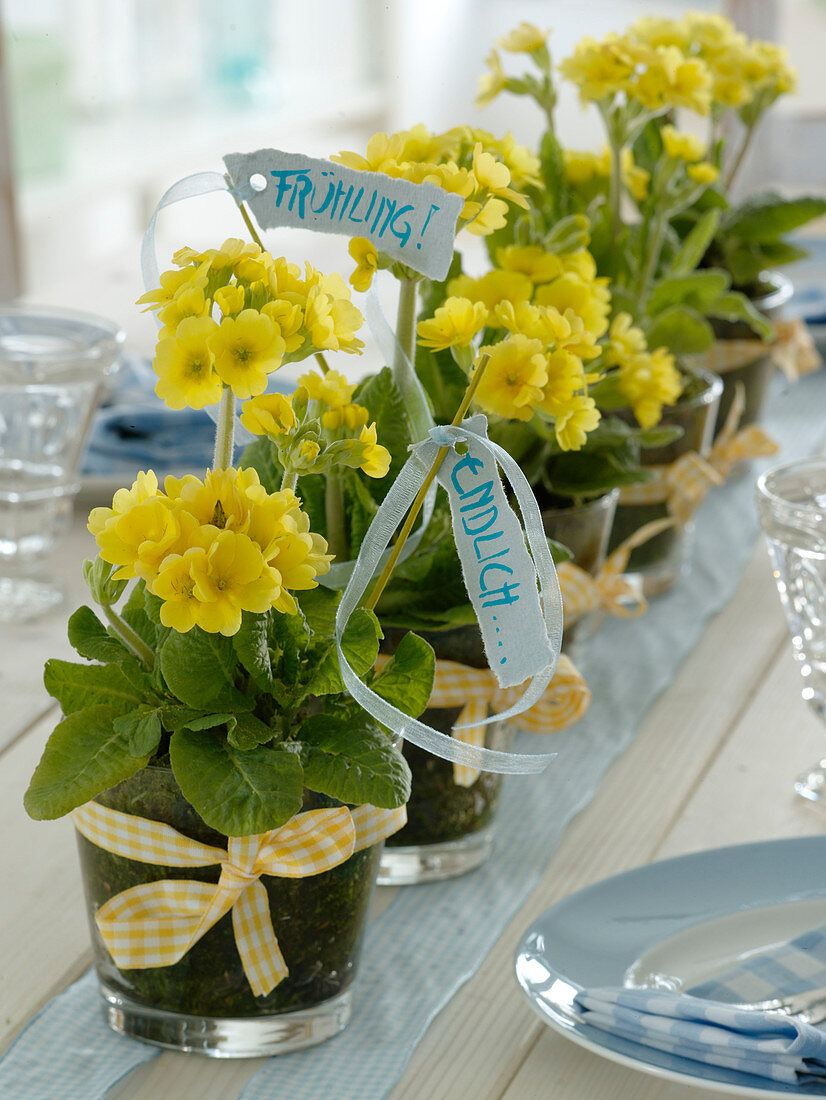 Jars with primula veris (cowslip, sky key)