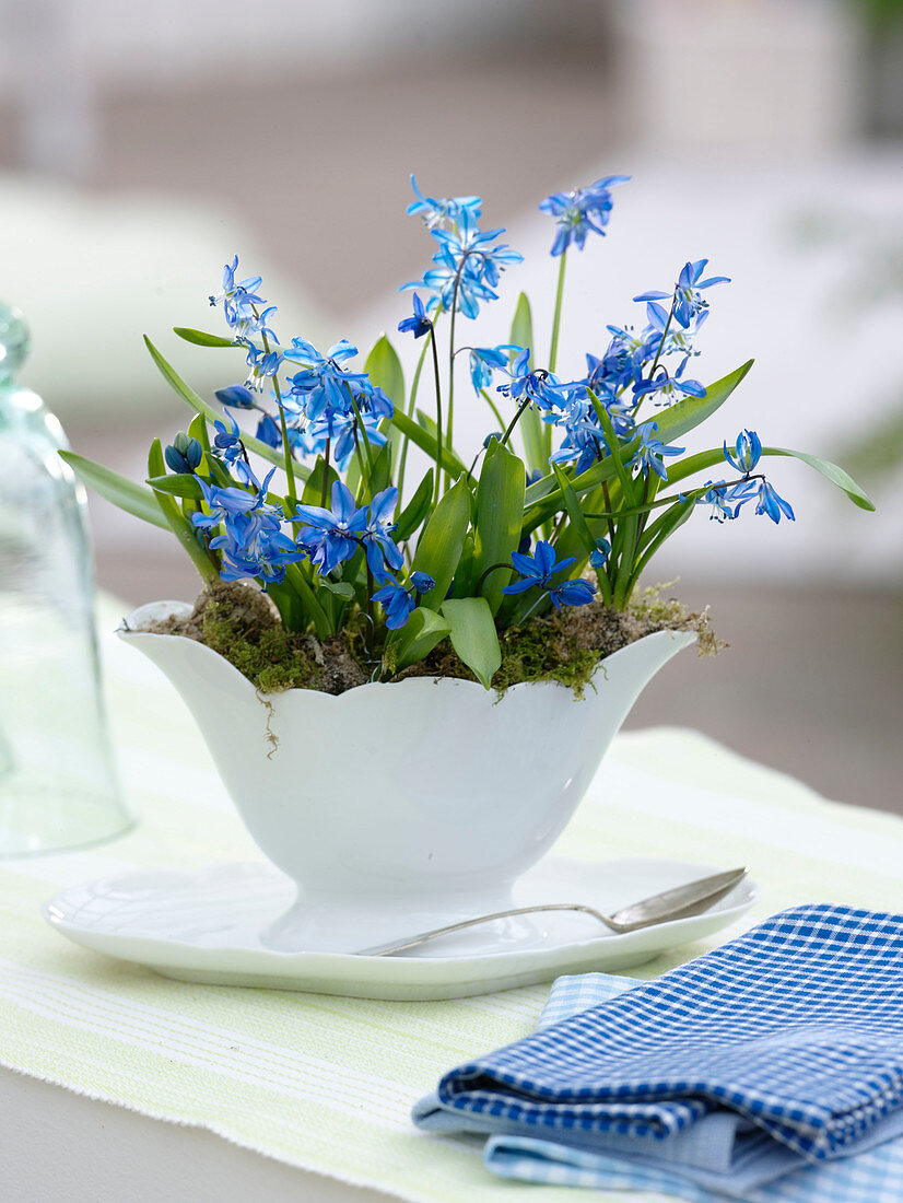 Scilla siberica (Blausternchen) in weißer Sauciere