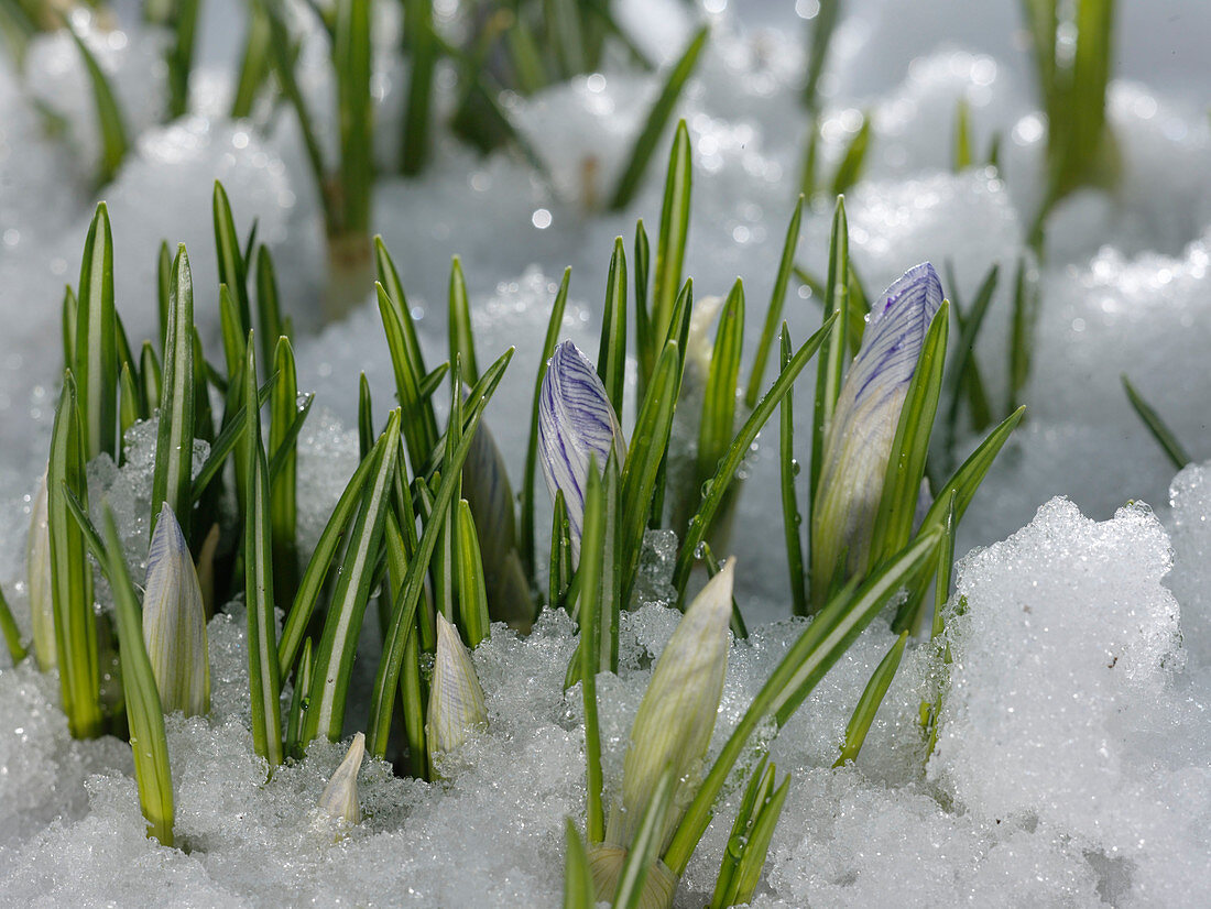 Crocus vernus (Krokus) im Schnee