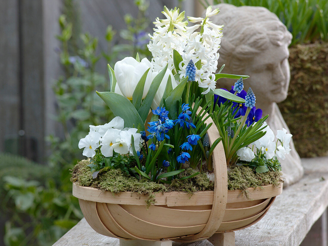 Blue and white planted chip basket: Hyacinthus 'White Pearl' (hyacinths), Tulipa
