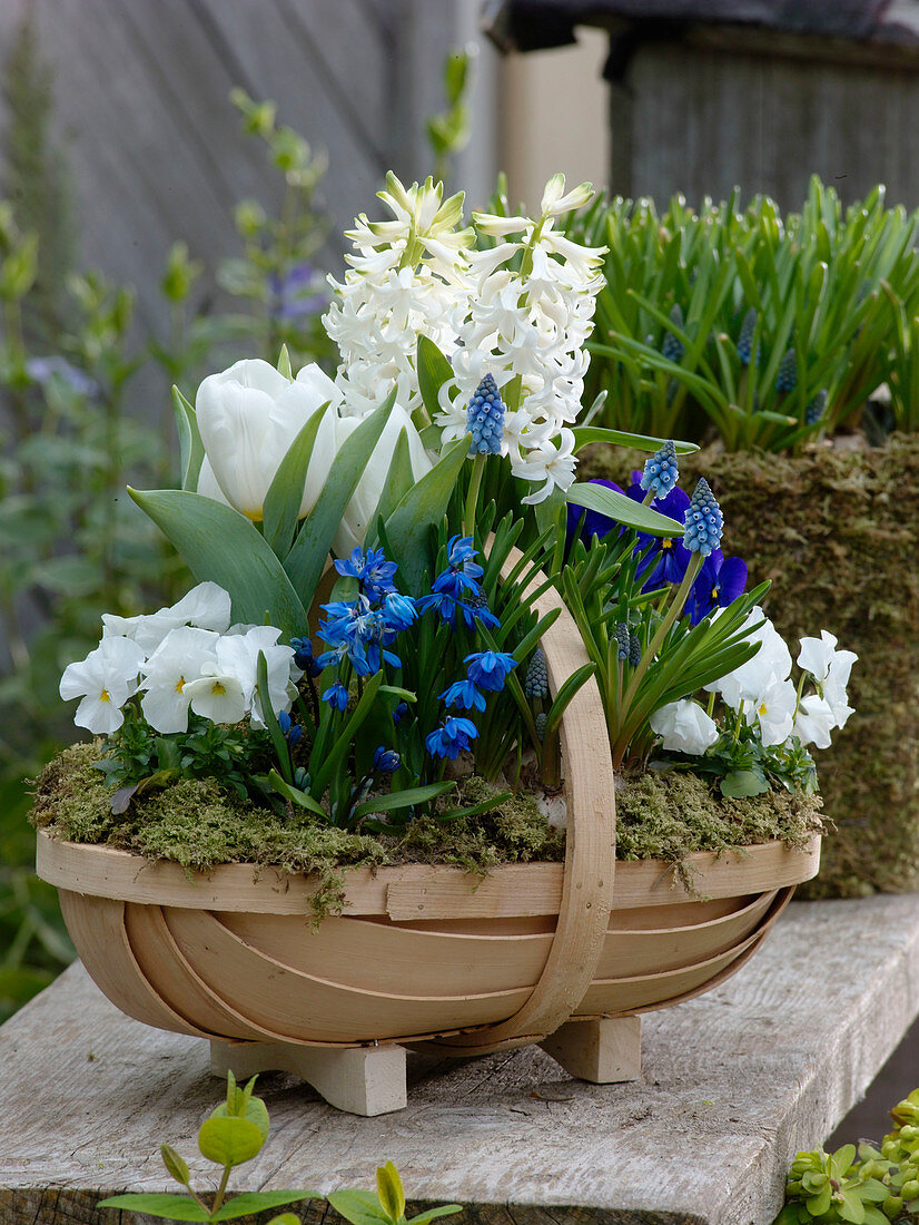 Blue and white planted spring basket: Hyacinthus 'White Pearl' (hyacinths), Tulipa