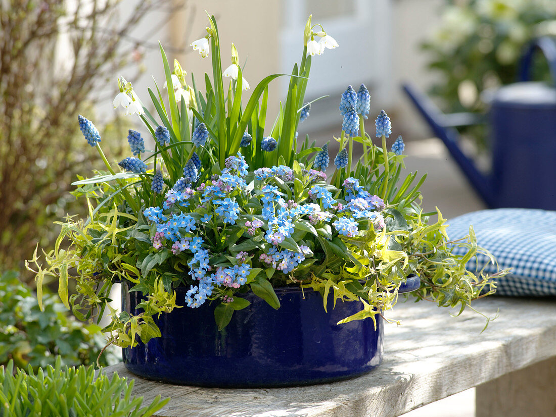 Blue enamel pot with Myosotis 'Myomark', Muscari