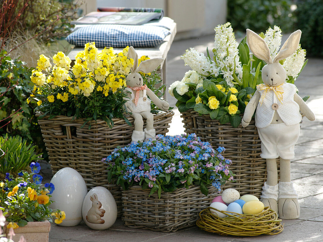 Scented Easter Terrace, Erysimum Rysi 'Star', Myosotis' 'Myomark'