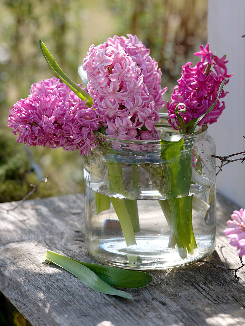 Hyacinthus 'Pink Pearl', 'Anna Marie' in wide glass