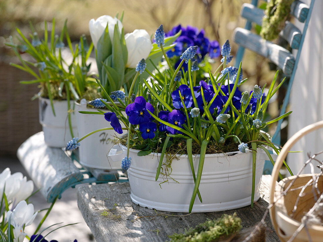 Viola cornuta (horned violet), Muscari 'Blue Magic' (grape hyacinths)