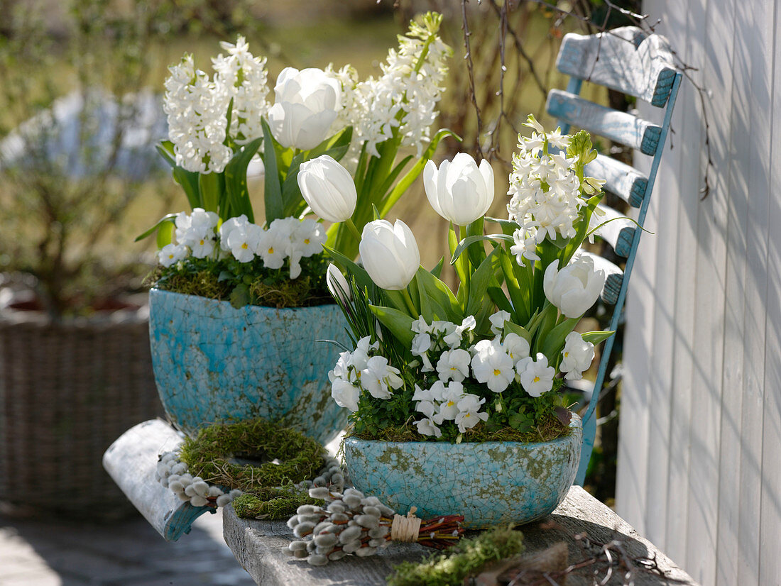 Tulipa 'Mondial', Hyacinthus 'White Pearl', Viola cornuta