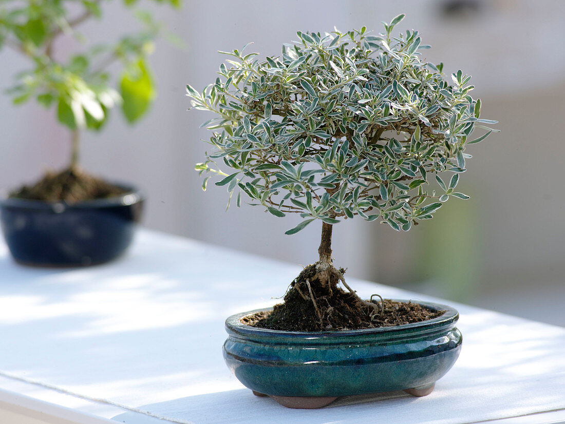 Coprosma Kirkii as bonsai in blue bowl