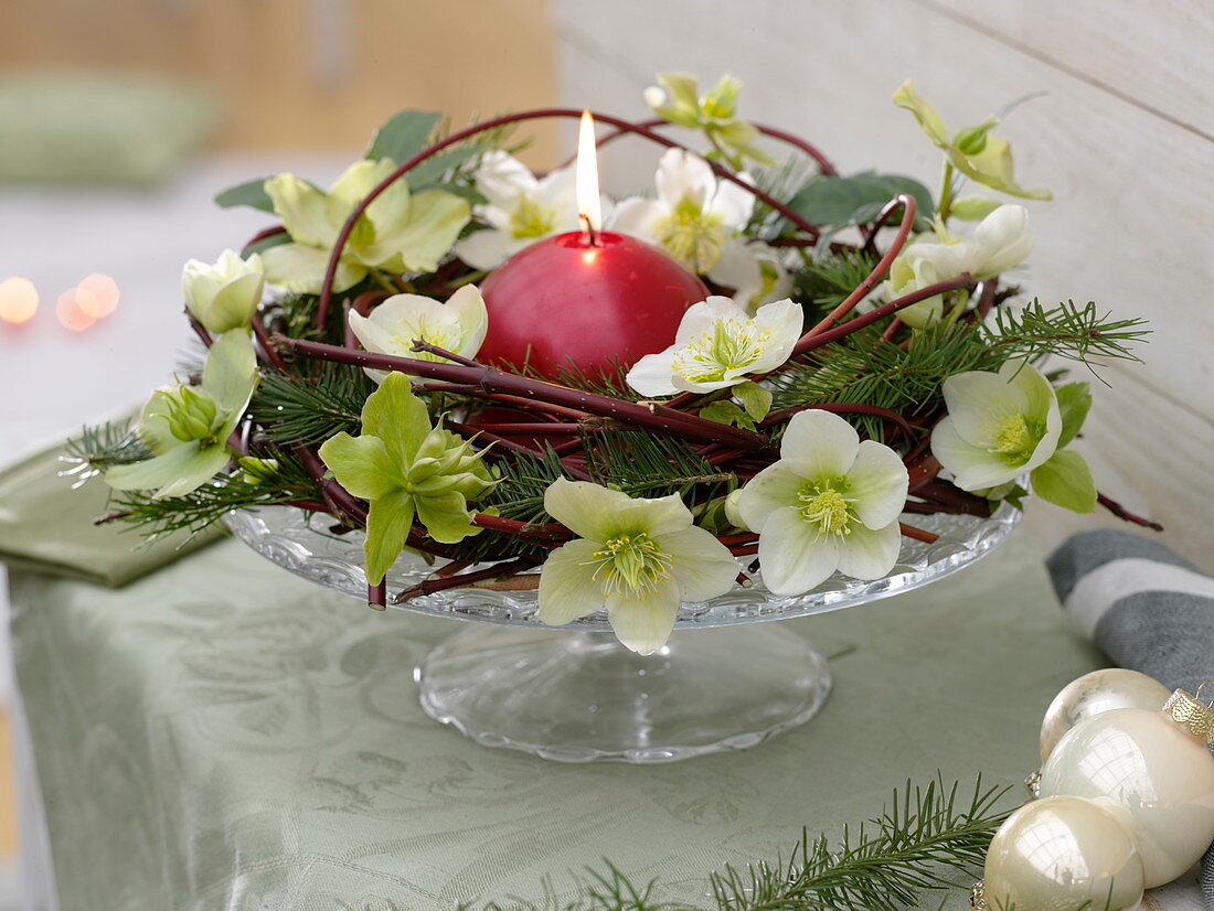 Plate wreath of dogwood branches and spruce decorated with Christmas rose flowers