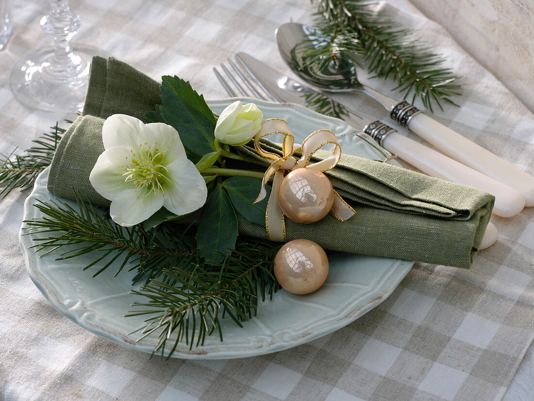 Helleborus niger (Christrose) und Zweig von Abies (Tanne)