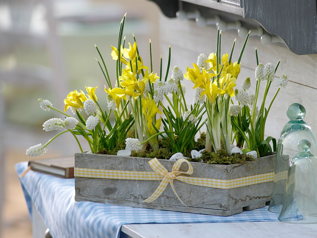 Wooden box planted with Iris danfordiae and Muscari