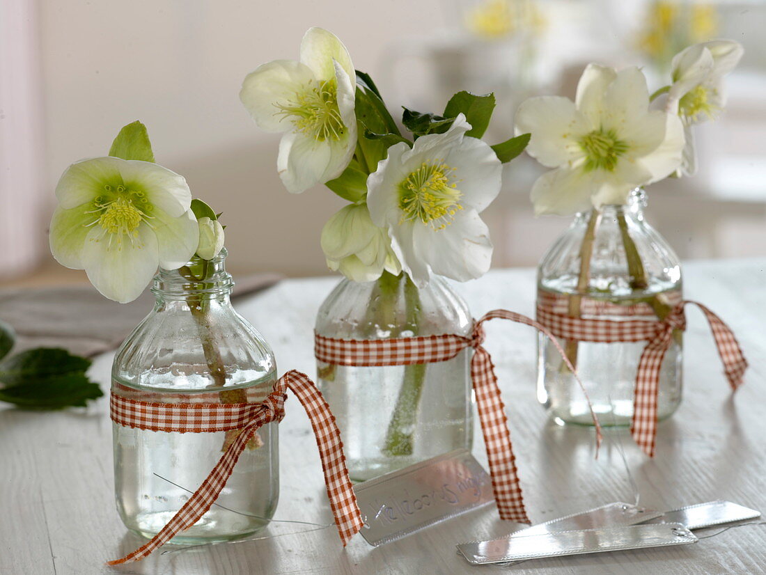 Helleborus niger (Christrosen) in kleinen Flaschen