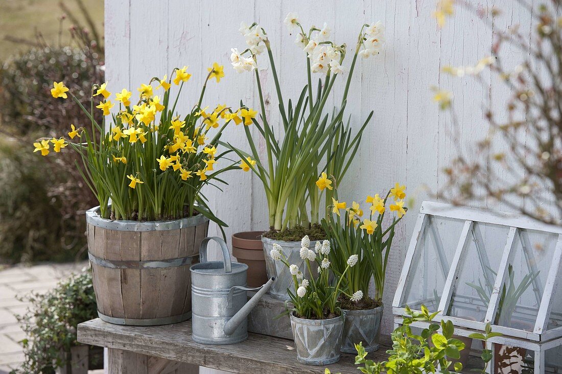 Narcissus 'Tete a Tete' 'Bridal Crown' (daffodils), Muscari 'Album'