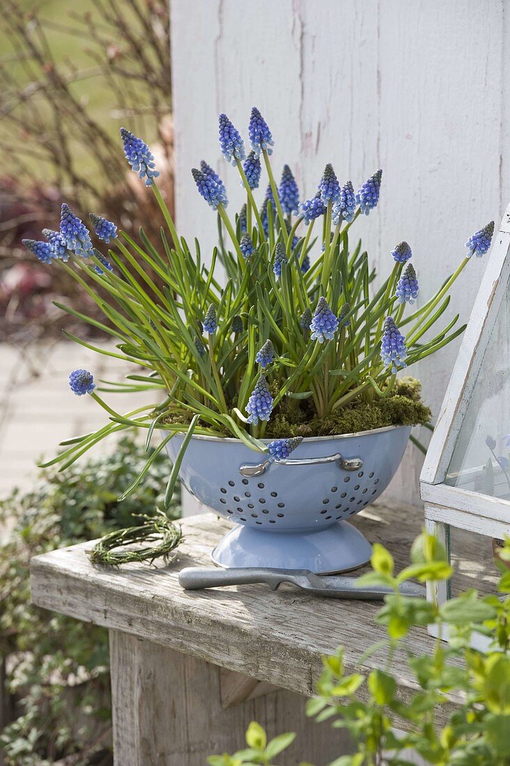 Muscari (grape hyacinth) in light blue, enamelled sieve