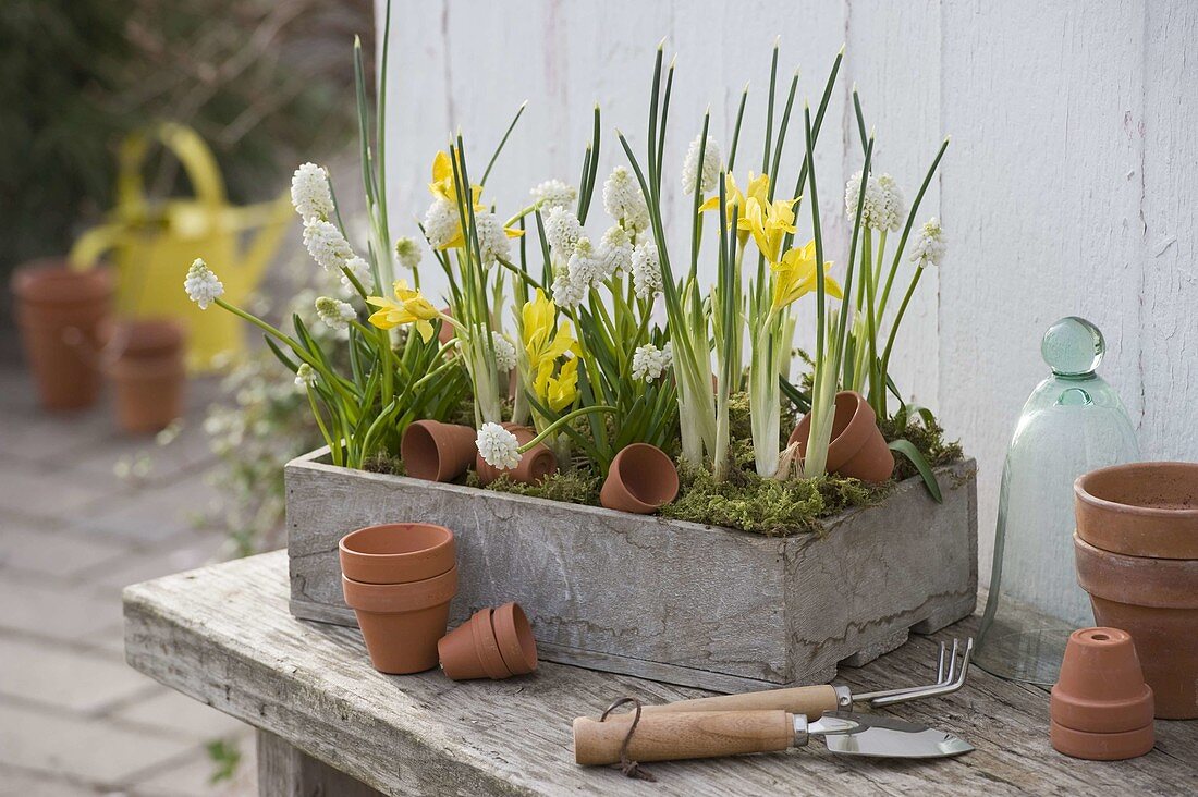 Muscari 'Album' (Grape Hyacinths), Iris danfordiae (Yellow Iris)